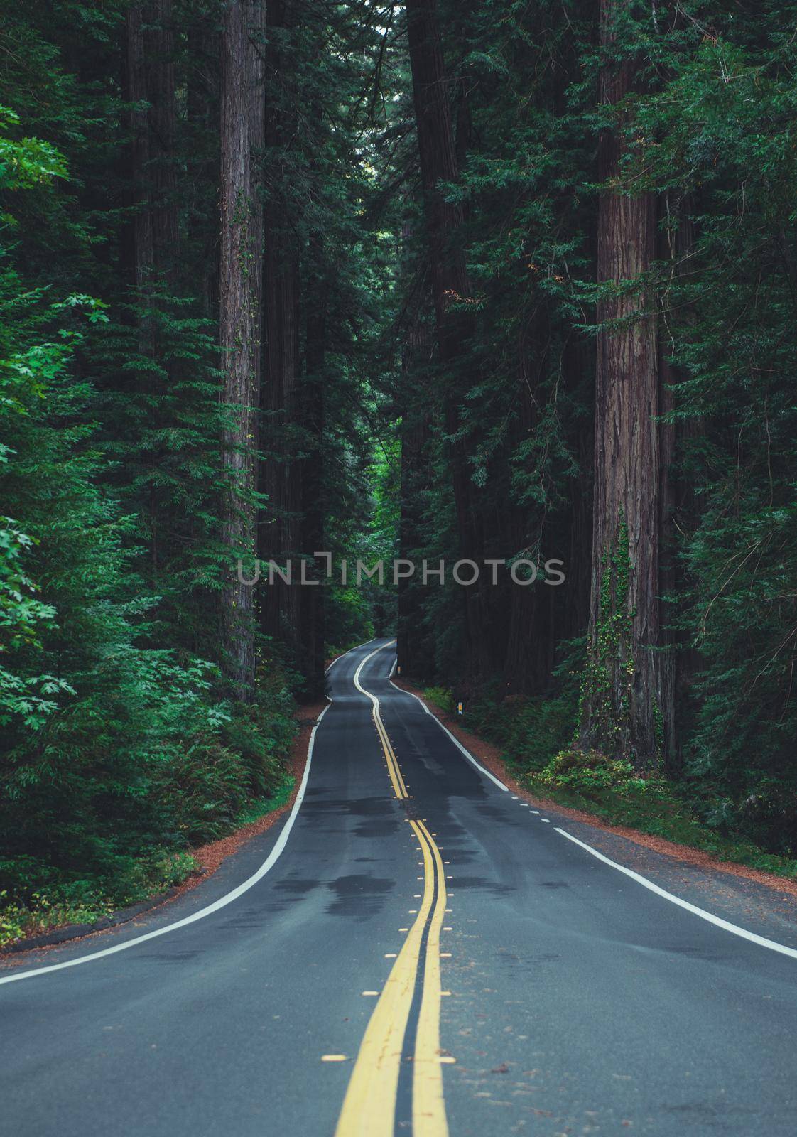 Famous California Redwood Highway Vertical Photo. Ancient Woodland. Eureka, CA United States of America.