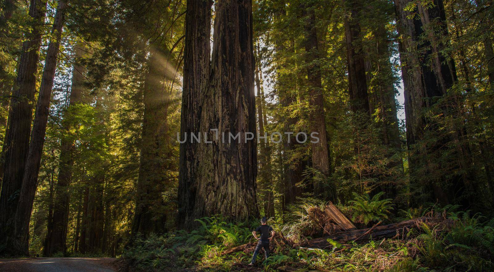 Caucasian Hiker in Front of Ancient Sequoioideae Redwood Tree in Northern California Redwood National Park, United States of America.