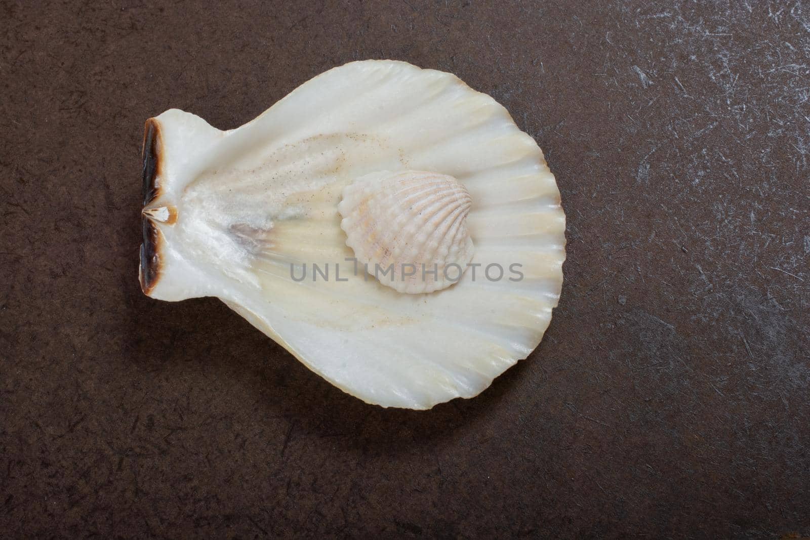Background of spiral seashell close-up. Mollusk seashell texture. by berkay