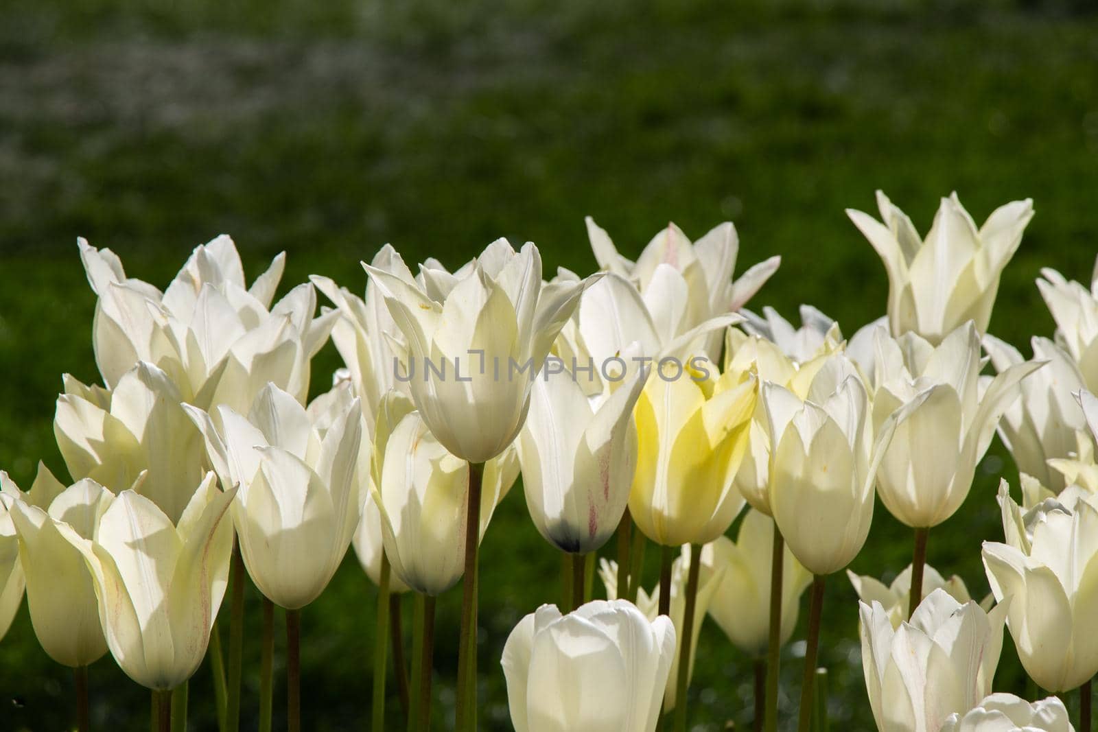 Beautiful tulips flower in tulip field in spring by berkay