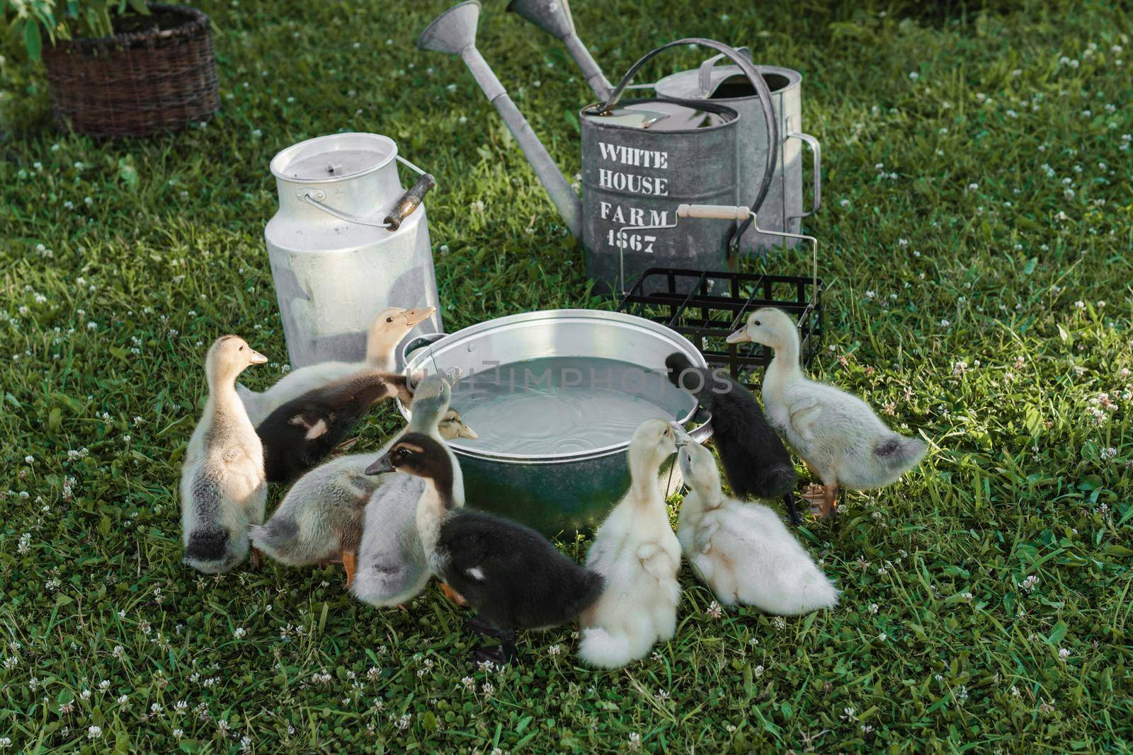 Ducks on the farm. Light and dark ducklings drink water from an iron trough. The concept of life on the farm.