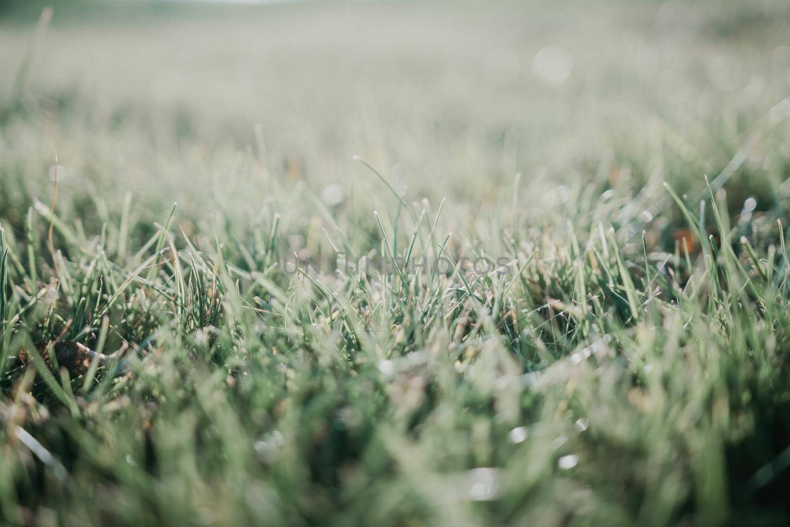 Close up of freshly cutting grass on the green lawn or field with sun beam, soft focus, free space.