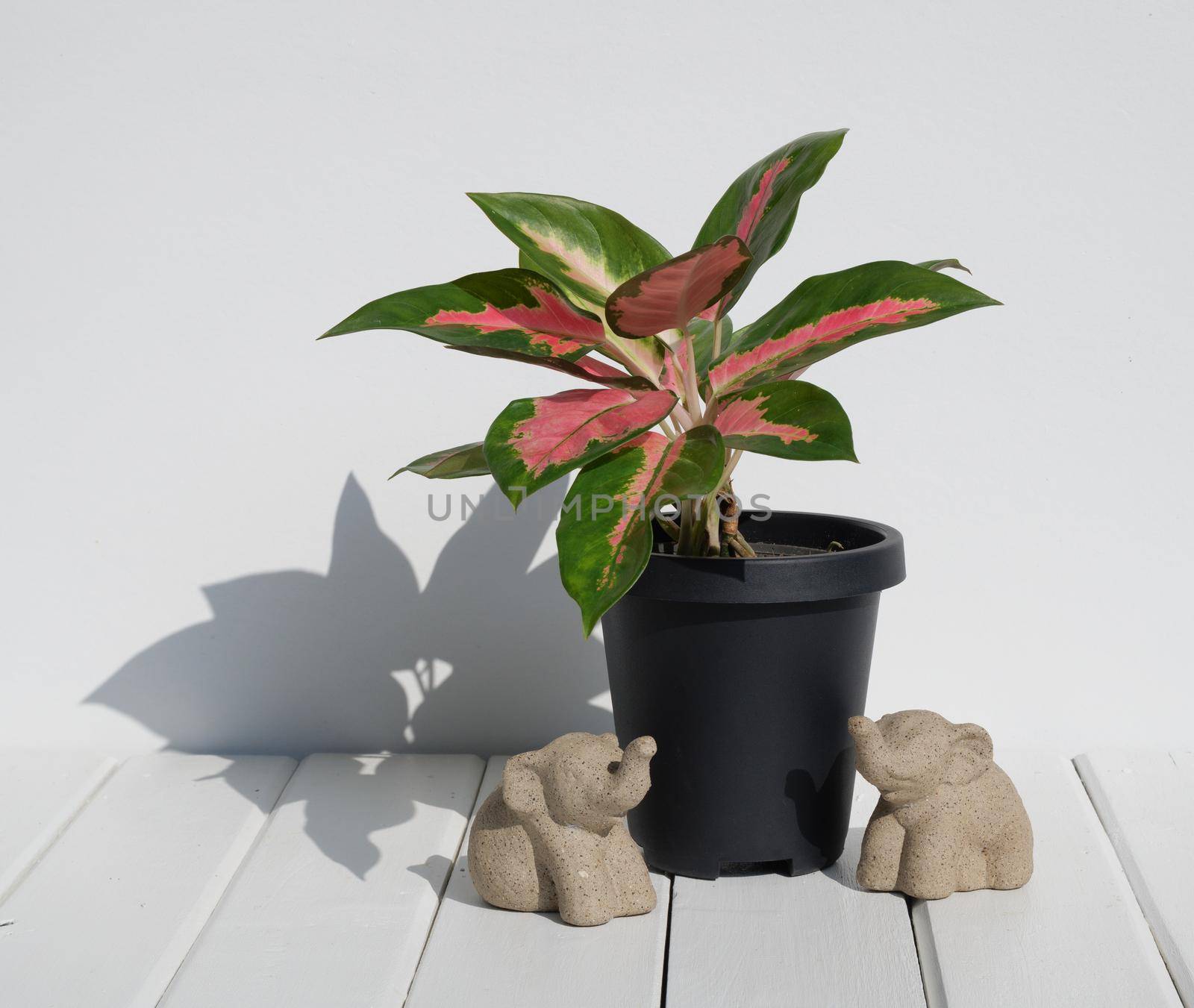 Aglaonema houseplant(Chinese Evergreen) in modern black   container and elephants statue  on white wood table wall background with long shadow