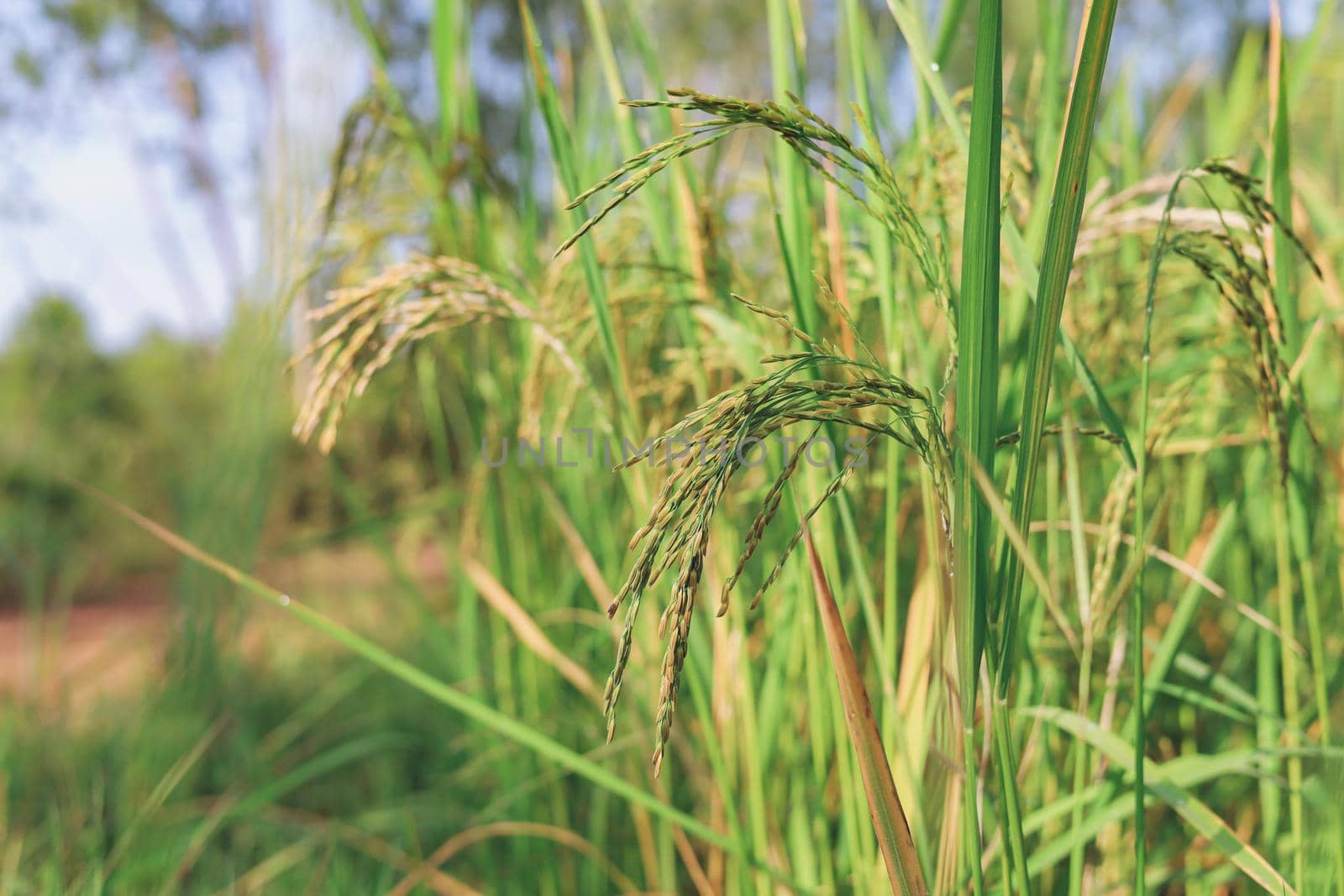 The rice ears that are beginning to turn yellow are looking forward to harvest day. by iPixel_Studio