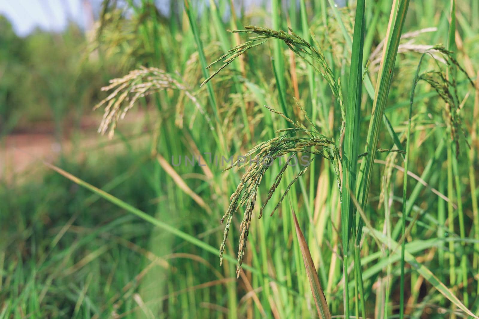 The rice ears that are beginning to turn yellow are looking forward to harvest day. by iPixel_Studio