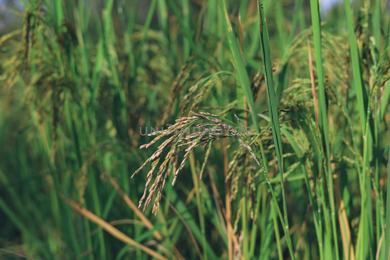 Rice damaged and infected rice at the farm by iPixel_Studio