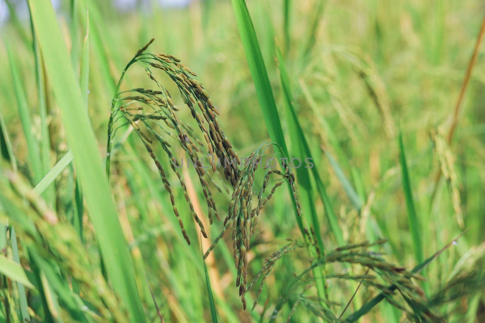 The rice ears that are beginning to turn yellow are looking forward to harvest day. by iPixel_Studio