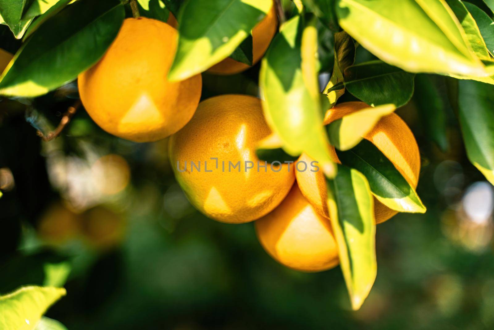 Spectacular view of the Orange Garden, summer background. Farming content. A picturesque day and a gorgeous scene. Wonderful wallpaper image. Discover the beauty of the world by Matiunina