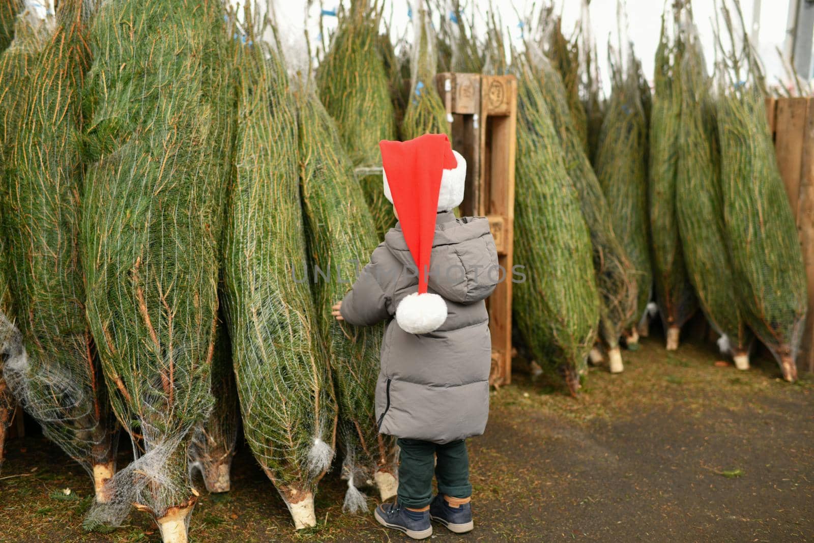 Small boy chooses a Christmas tree in the shop.