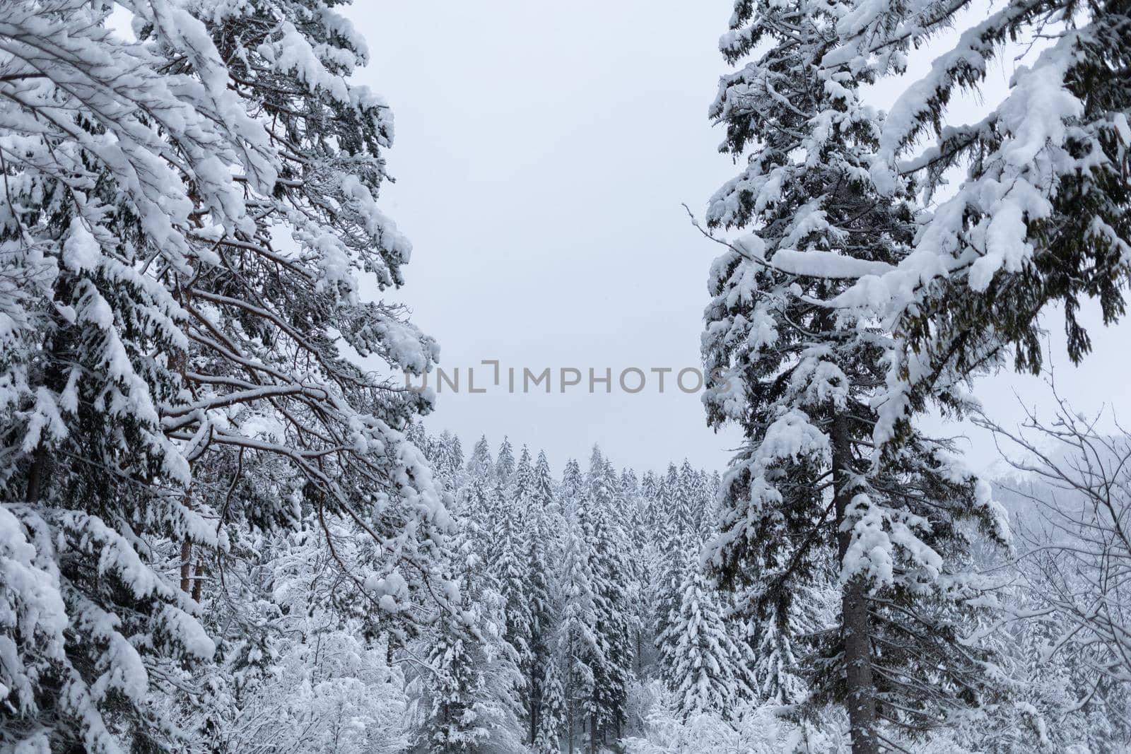 winter forest trees covered with white snow by Chechotkin