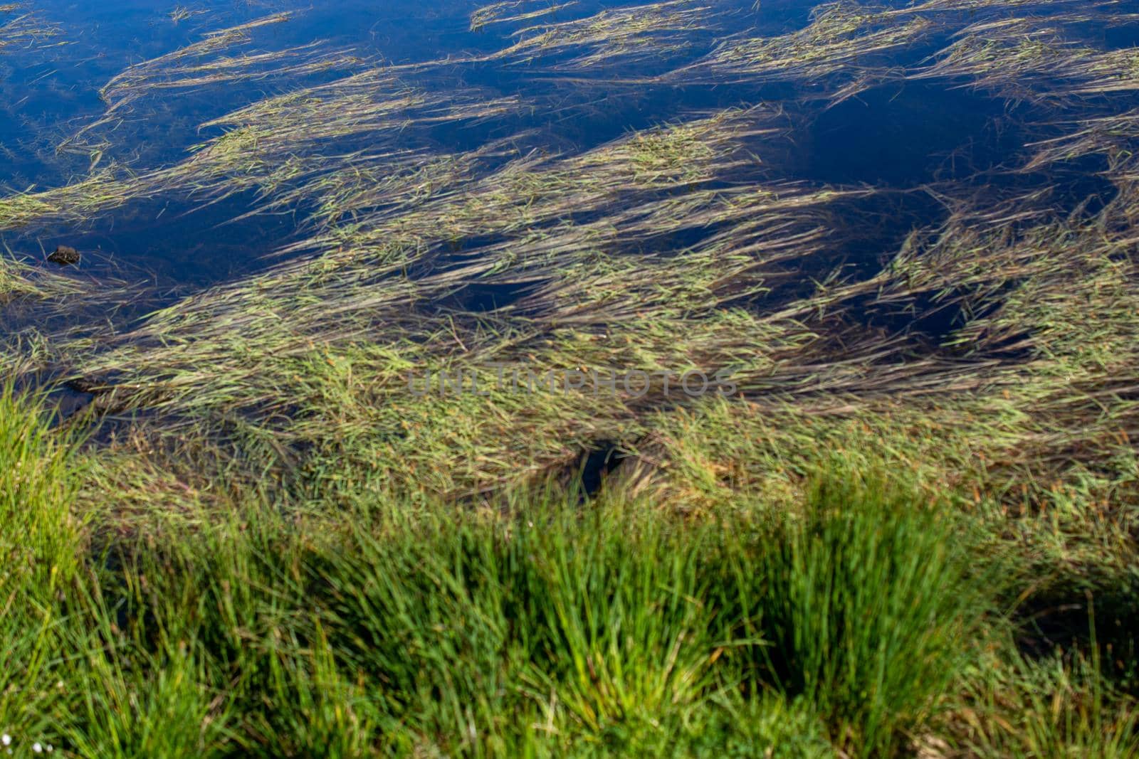 Wild grass by the pond on highland  in Artvin in Turkey