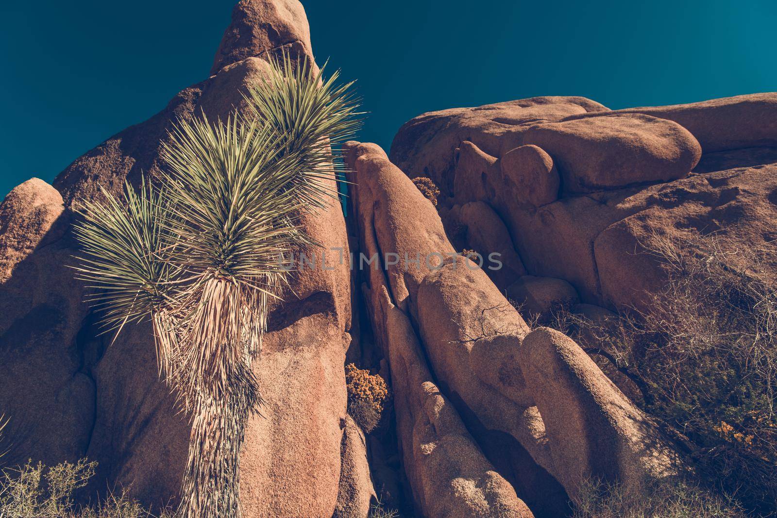 Joshua Trees National Park Landscape by welcomia