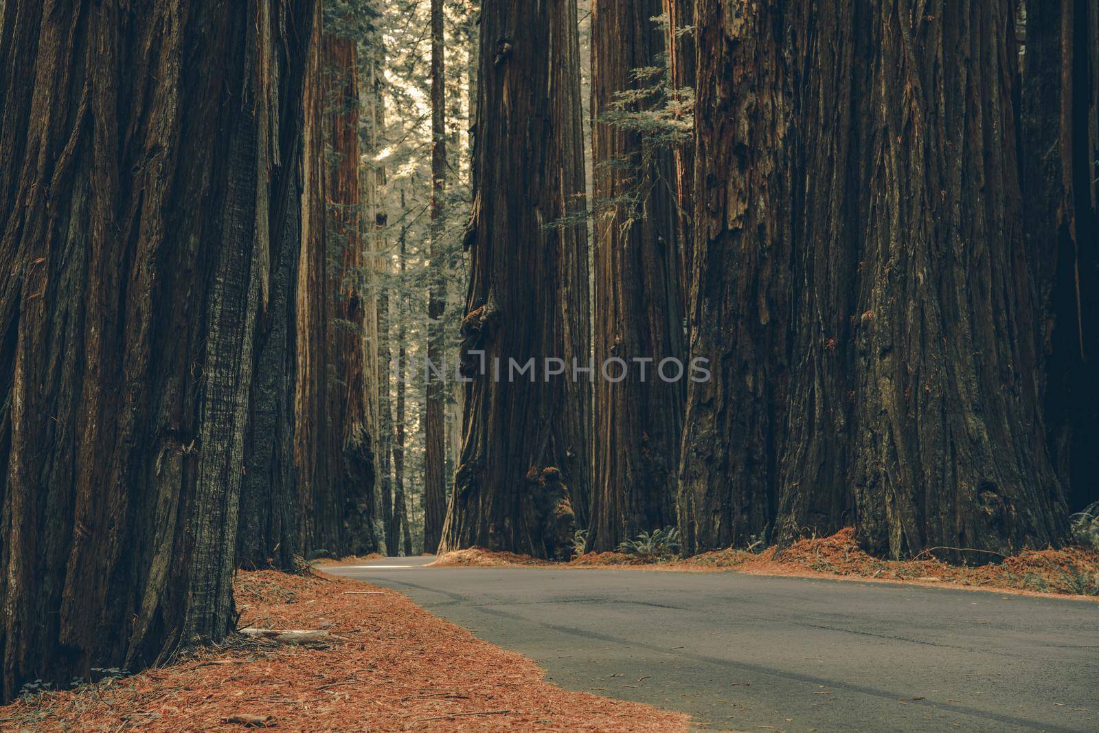 Redwood Woodland Road by welcomia