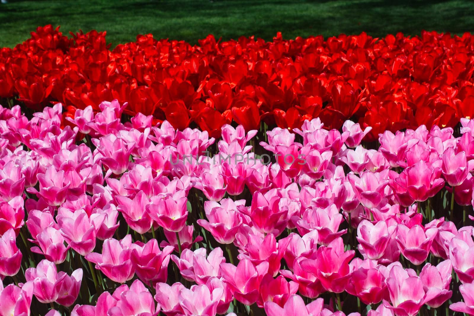 Blooming tulips  flowers in  as  floral plant  background