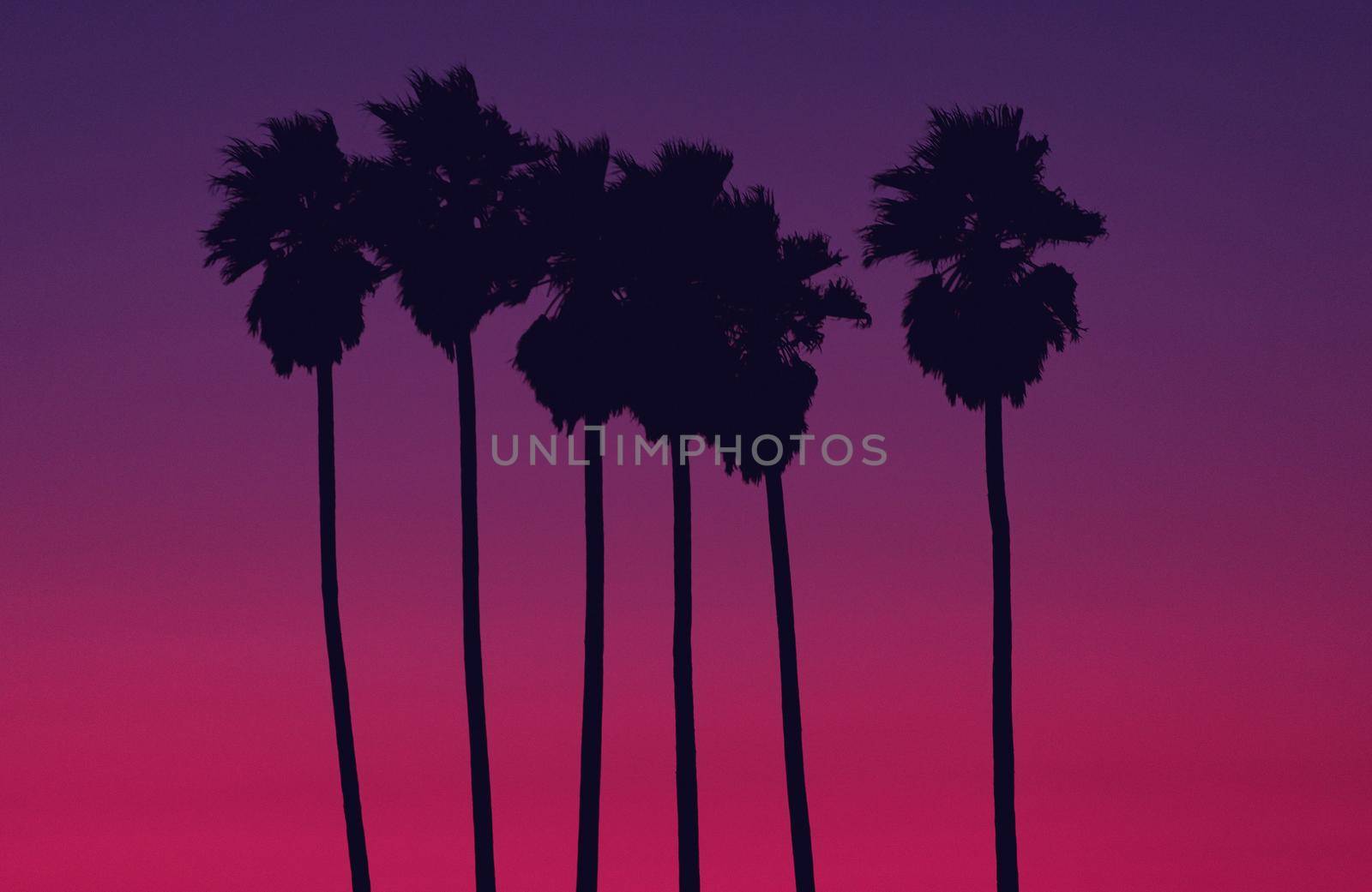 California Washingtonia Filifera Also Know As Fan Palms Silhouette During Sunset. Nature Background.