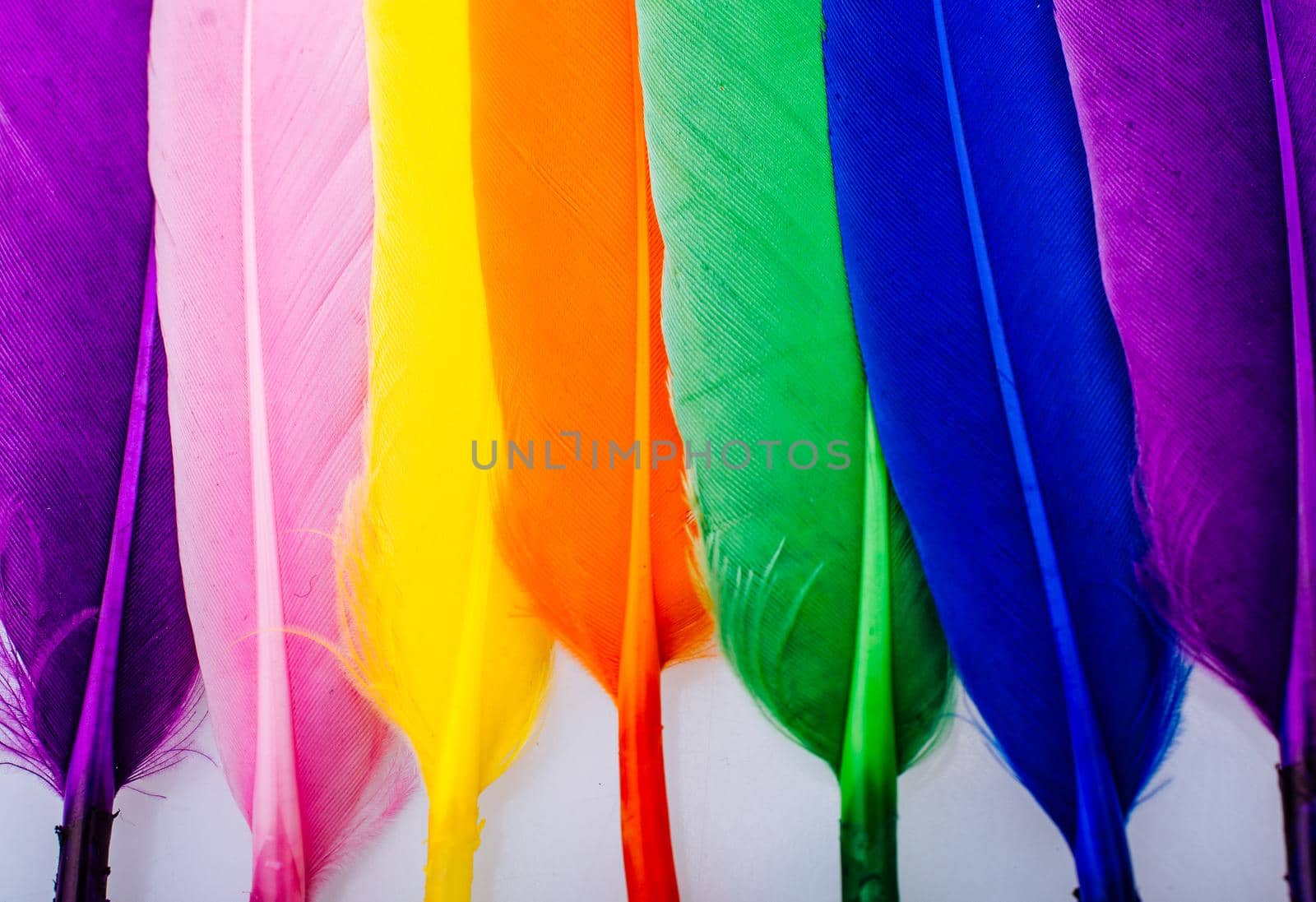 Studio shot photo of colored bird feathers as texture background