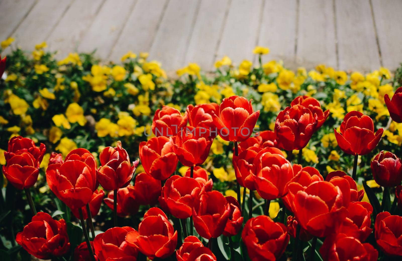 Colorful tulip flowers bloom in the spring  garden