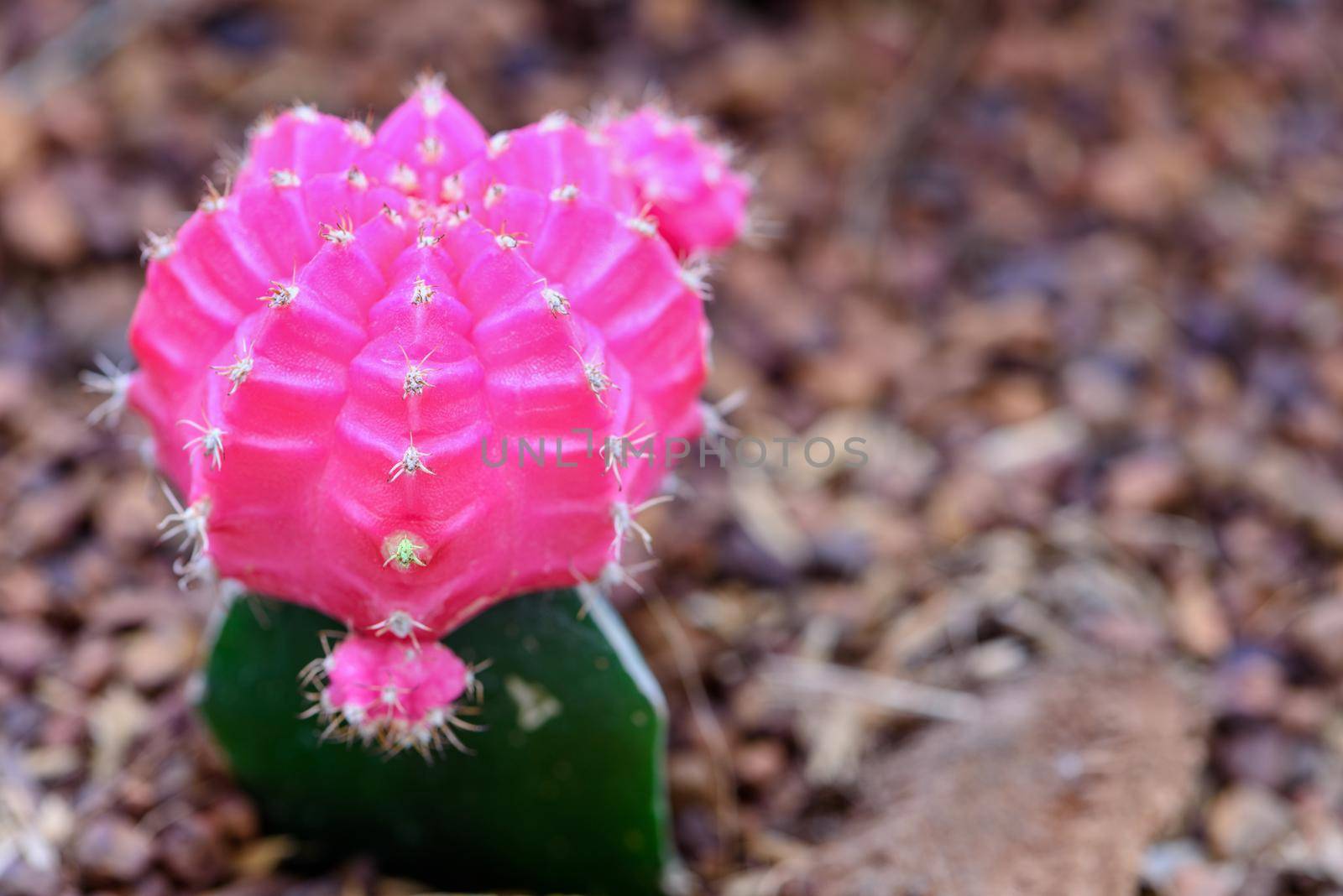 Close up beautiful flower of Moon Cactus by Yongkiet