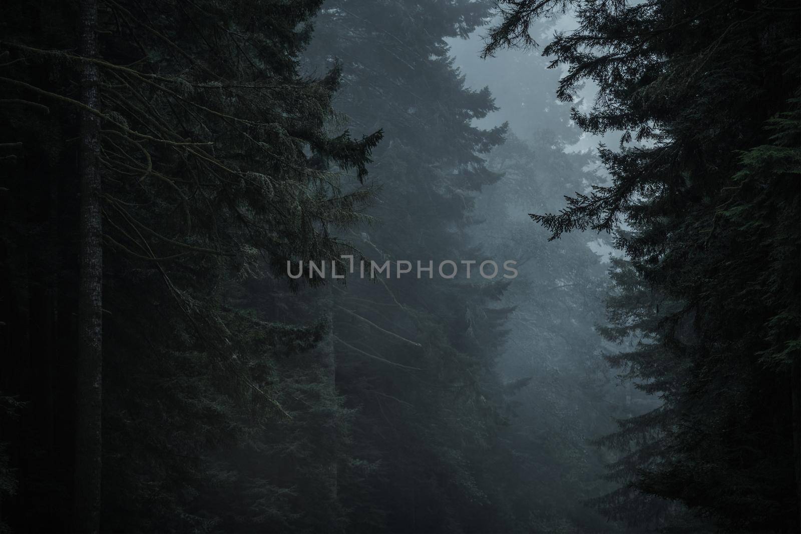 Dark Dramatic Redwood Woodland Landscape. Northern California, United States of America.