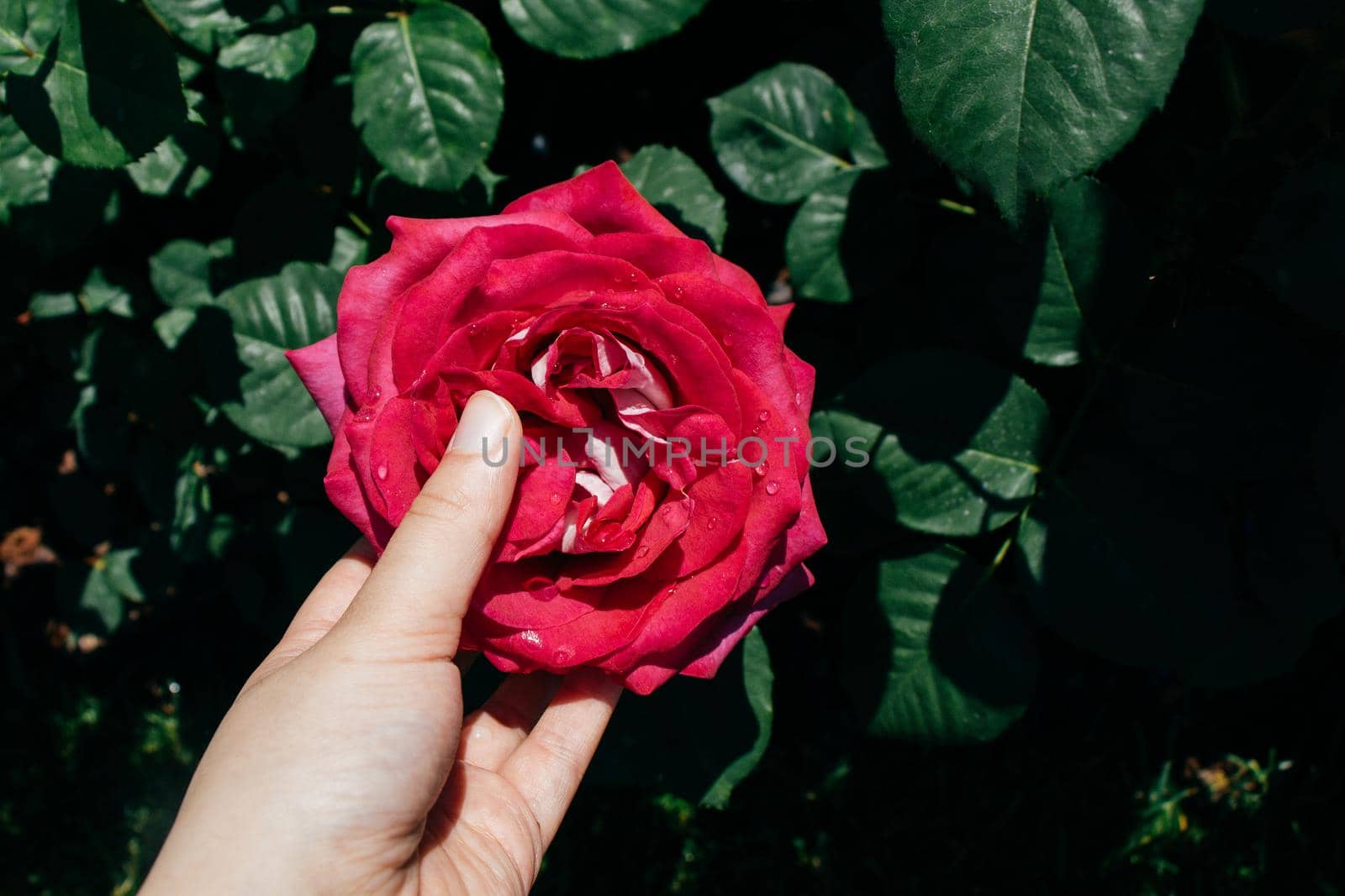 Hand holding a rose in a rose  garden by berkay