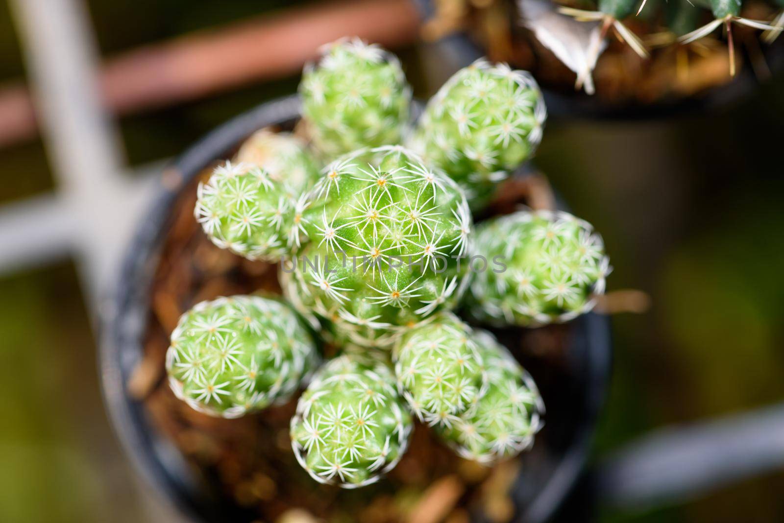 Closeup top green small Cactaceae or cactus plant in a pot beautiful nature of the exotic desert tree is an ornamental plant