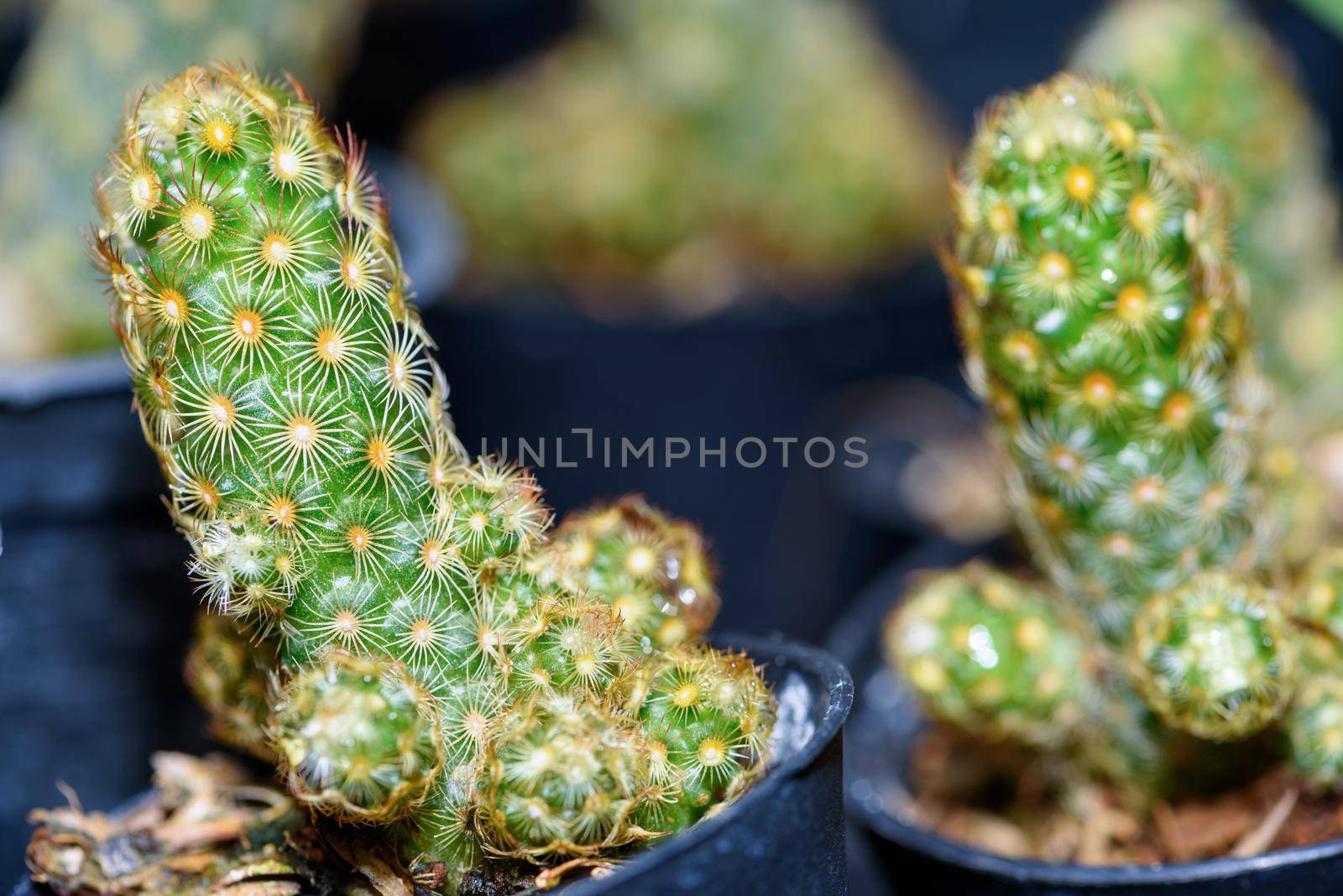 Close up green small cactus plant by Yongkiet
