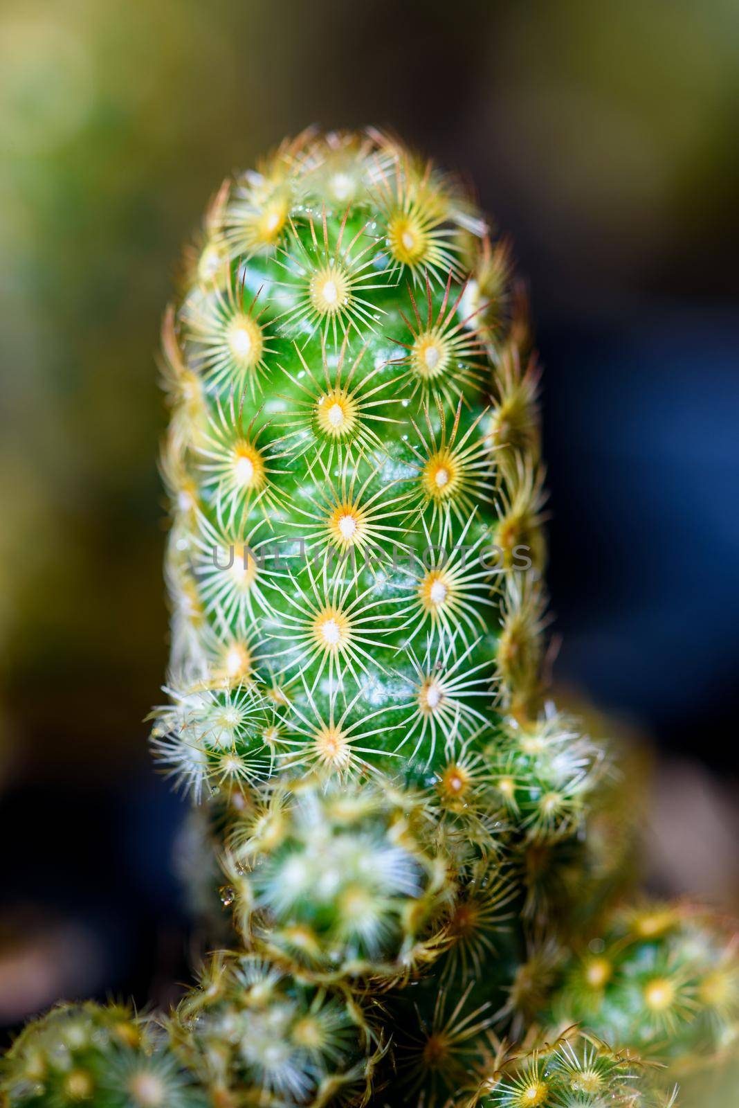 Close up green small cactus plant by Yongkiet