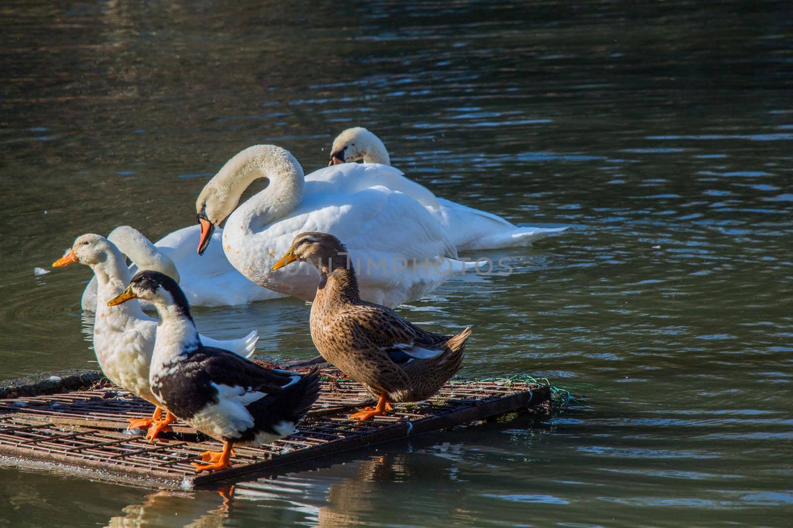 White swan swimming in the lake near ducks on board