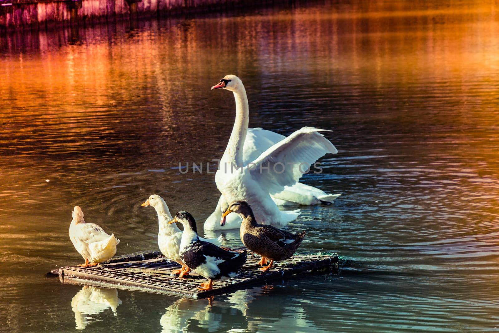 White swan swimming in the lake near ducks on board