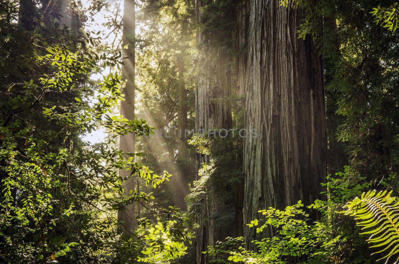 Sunny Northern California Redwood Forest Scenery. Coastal Fog and the Sunlight.