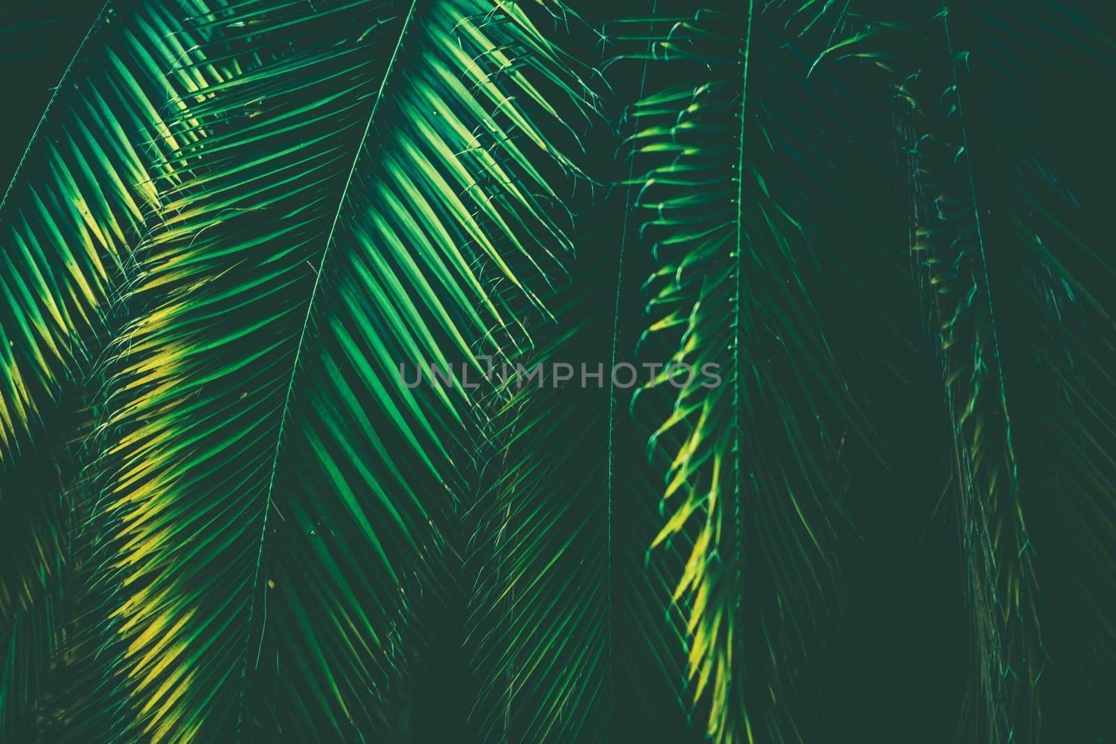 Tropical Palm Leaves Nature Background. Leaf Close Up. Bluish Color Grading.