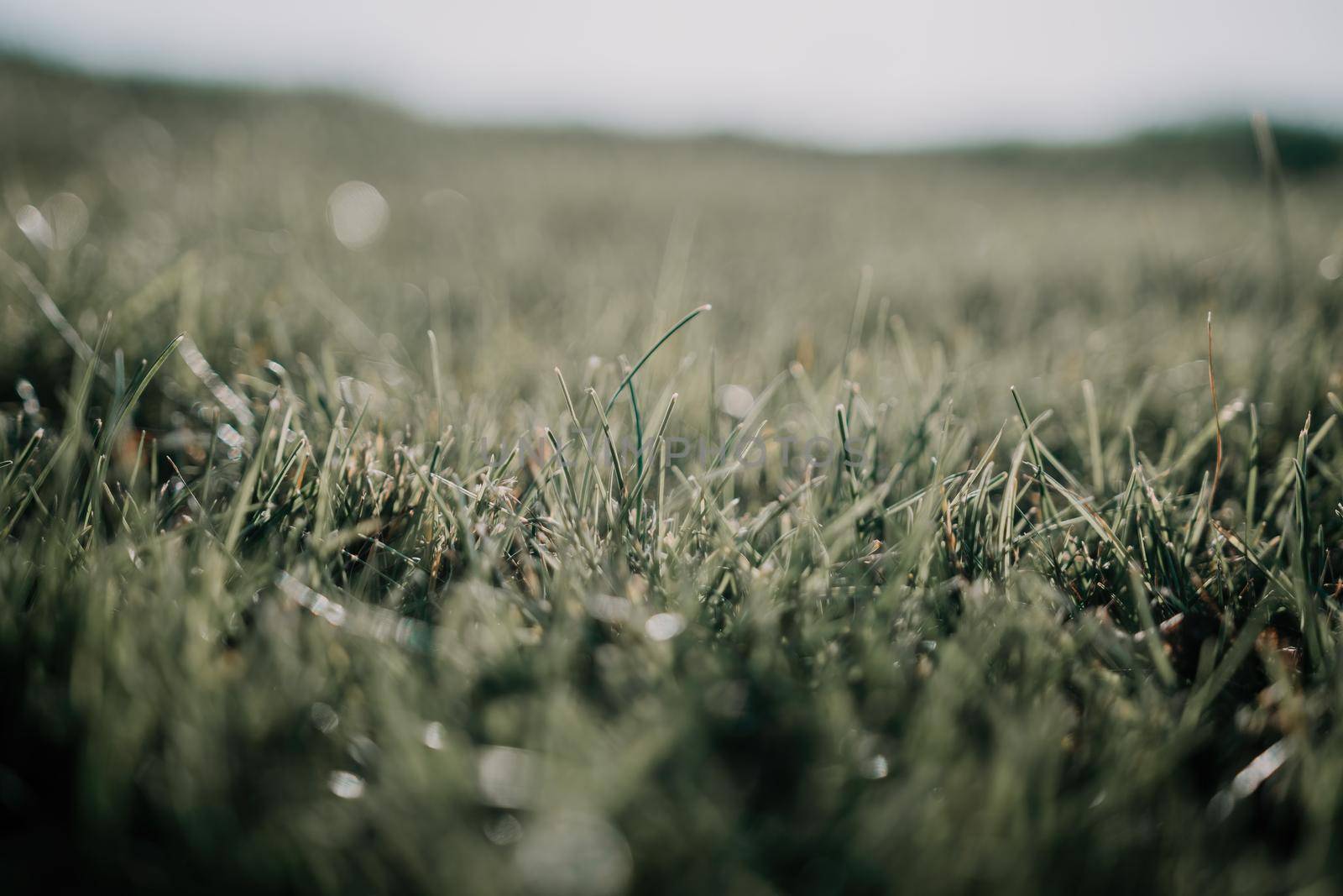 Close up of freshly cutting grass on the green lawn or field with sun beam, soft focus, free space.