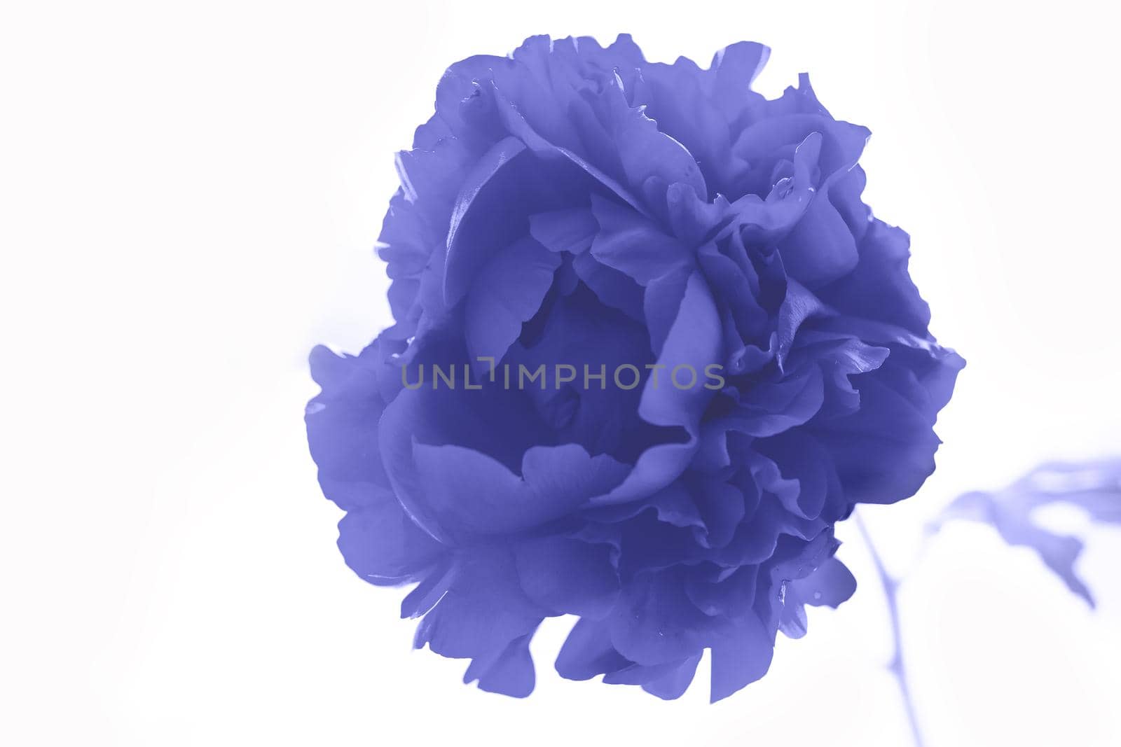 Bunch of violet blue pion flowers in a summer meadow background. Demonstrating the colors of 2022 - Very Peri