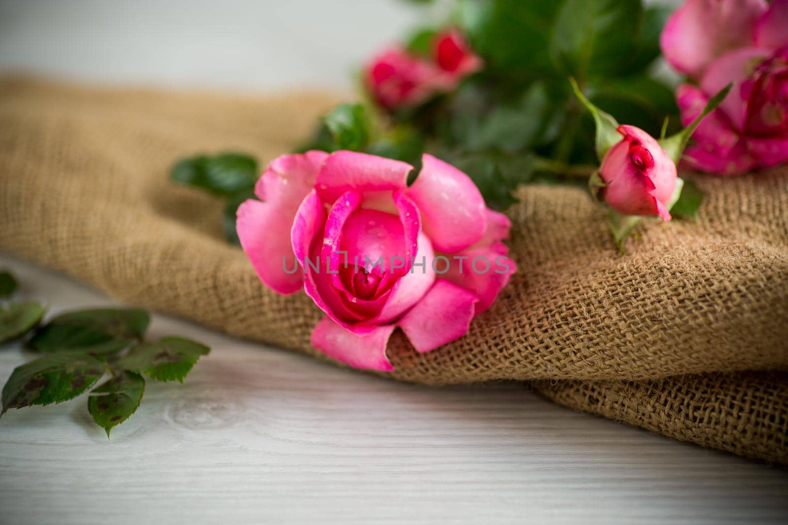 pink beautiful summer roses on wooden table by Rawlik