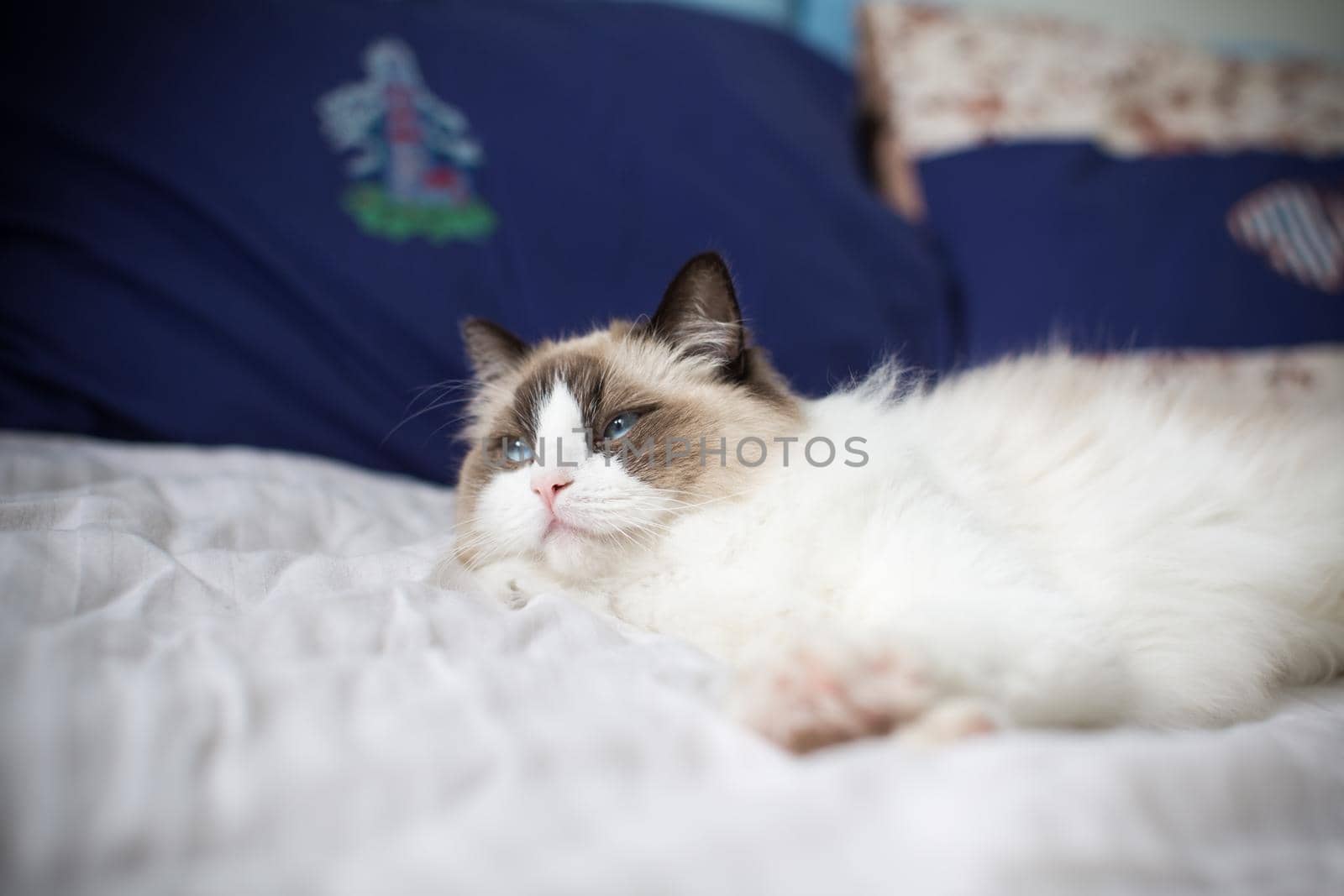 Young beautiful purebred Ragdoll cat at home by Rawlik