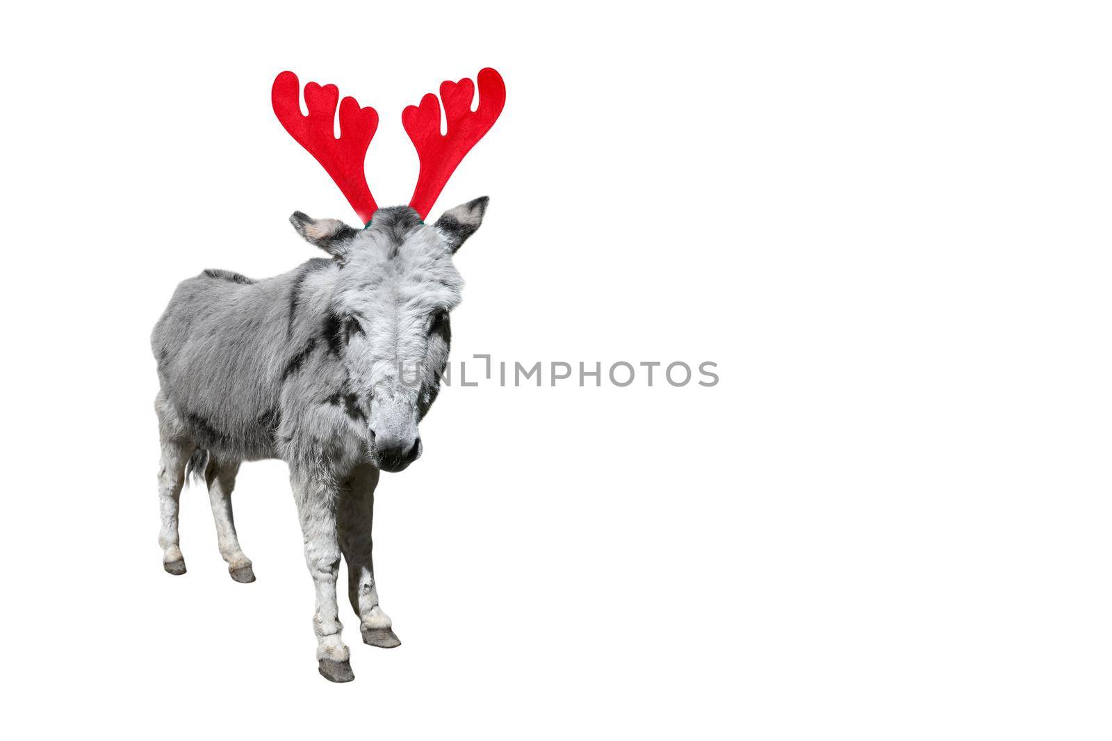 Christmas funny gray donkey isolated on white background. Full length donkey portrait in Christmas Reindeer Antlers Headband. Banner with copy space.