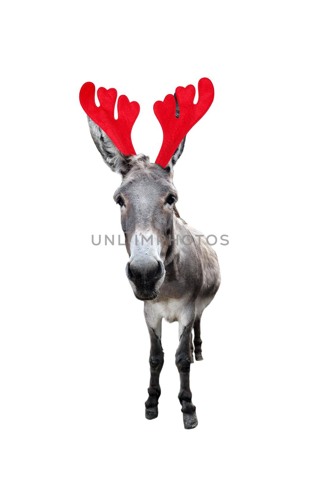 Christmas funny gray donkey isolated on white background. Full length donkey portrait in Christmas Reindeer Antlers Headband.