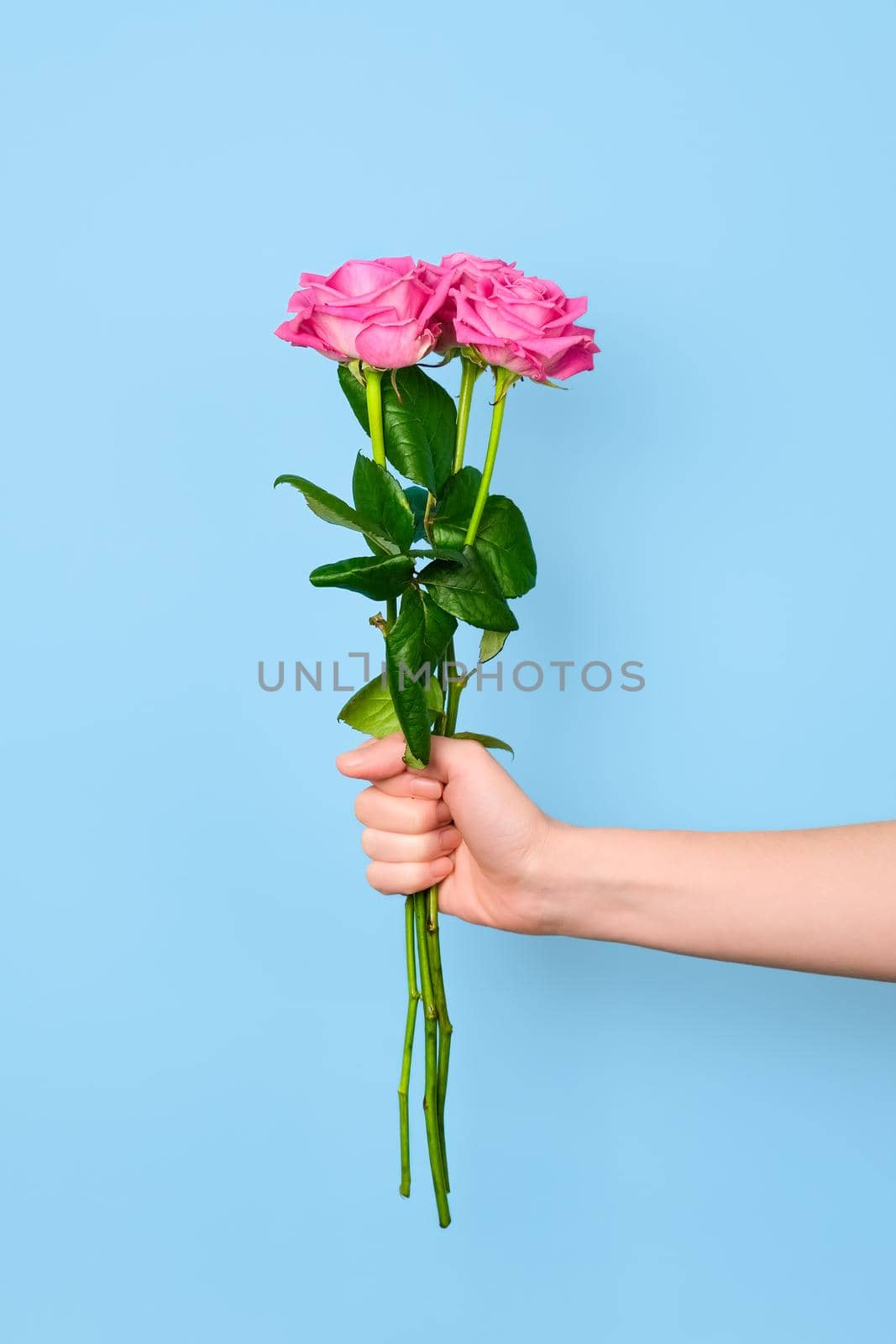 Tender pink roses bouquet in hand isolated on blue background. Trendy banner for Valentines Day, International Womens Day or mothers day