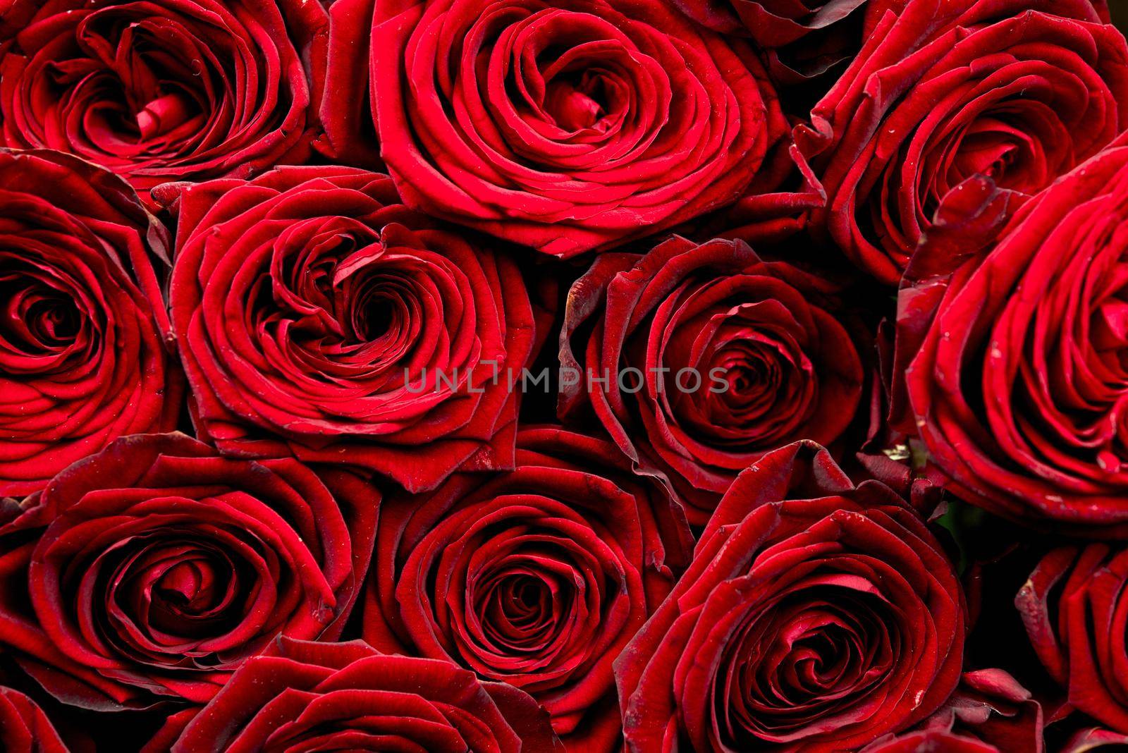 Bunch of Red Roses. Red Roses Background. Flowers Photo Collection.