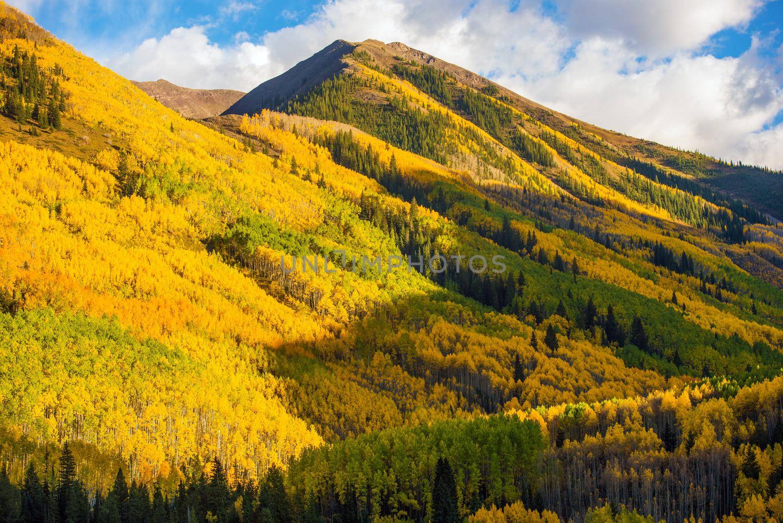 Fall Hills of Colorado. Yellow Aspen Trees Forest near Aspen, Colorado, USA