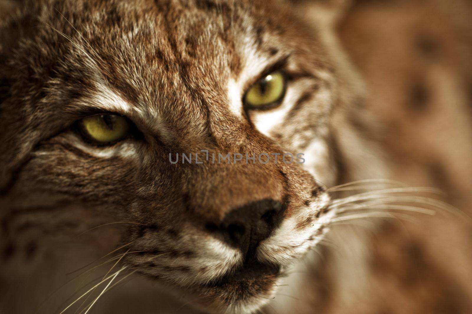 Lynx Taxidermy - Hunter Exposition. Lynx Head Closeup by welcomia