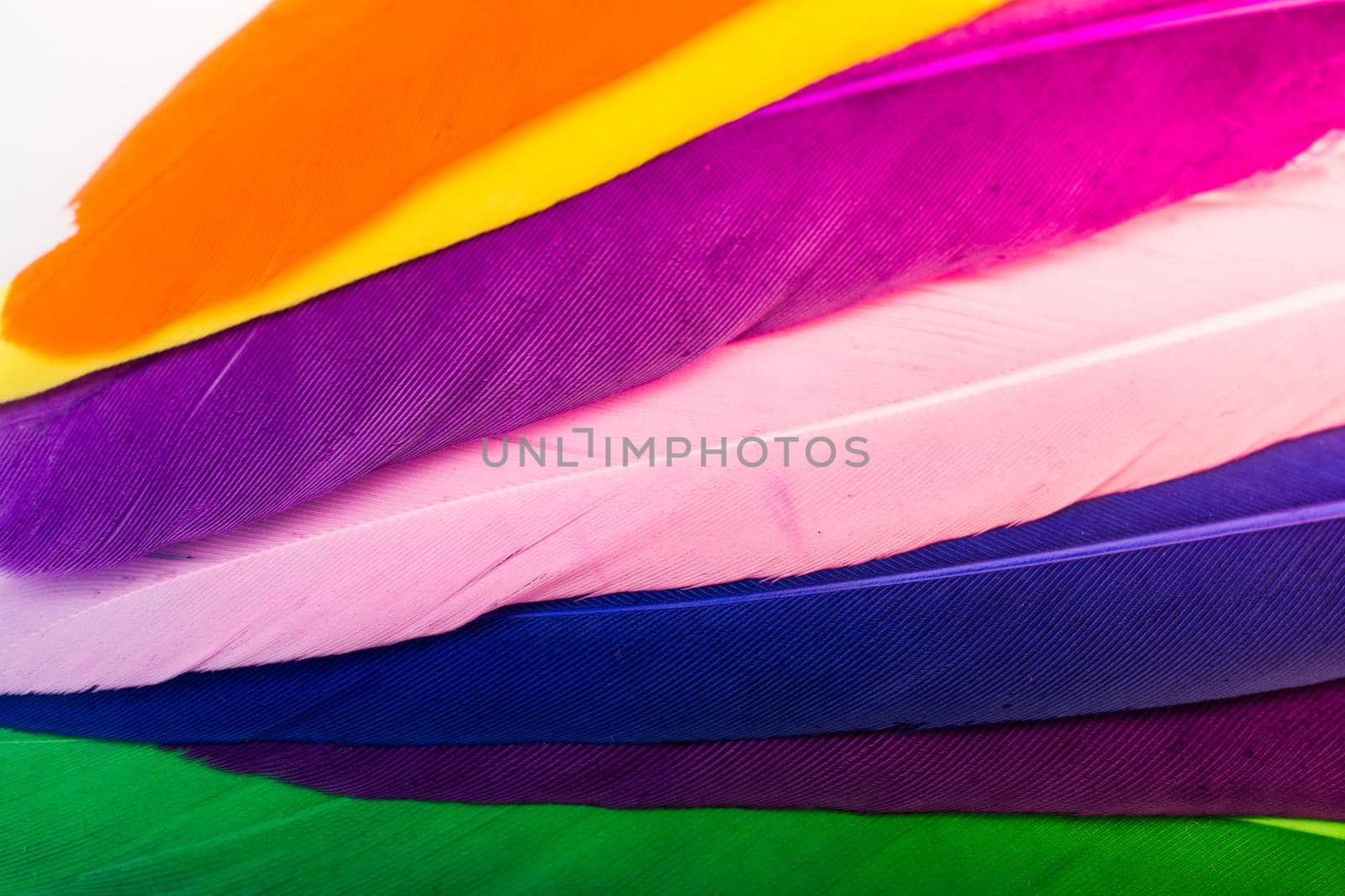  Studio shot photo colored bird feathers as texture background  by berkay