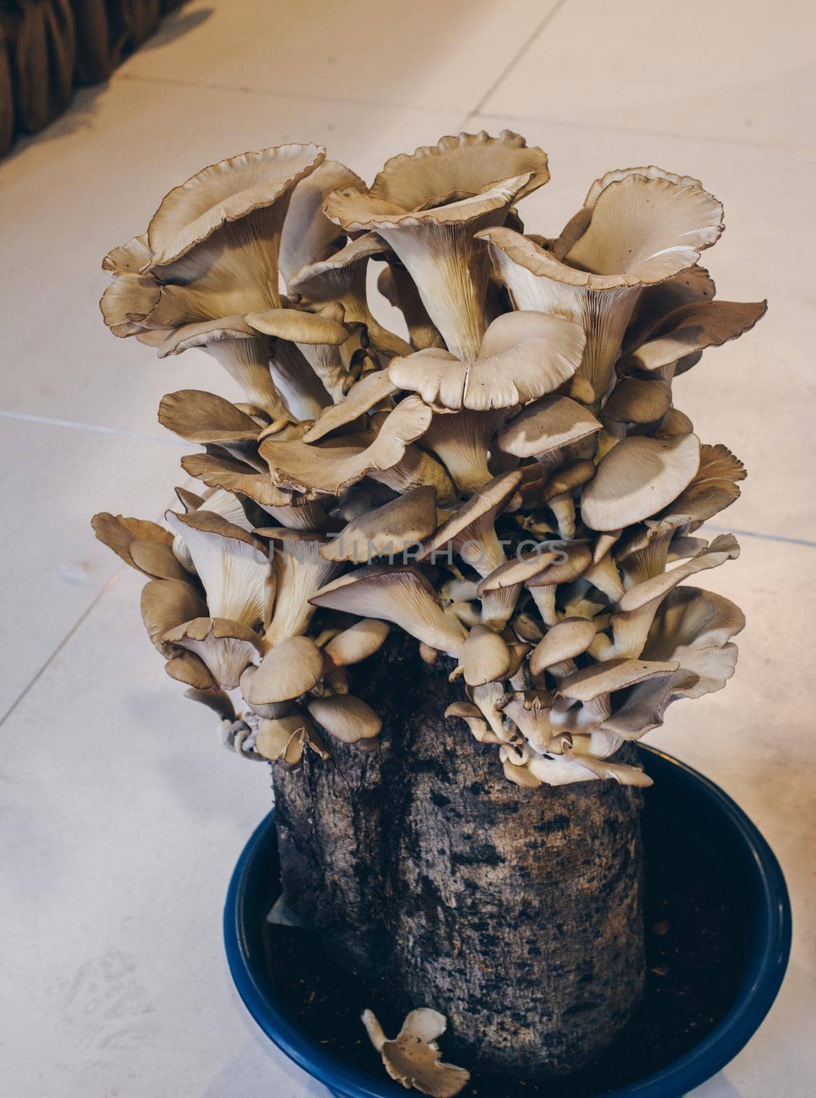 Mushrooms plant in autumn in the tree by berkay