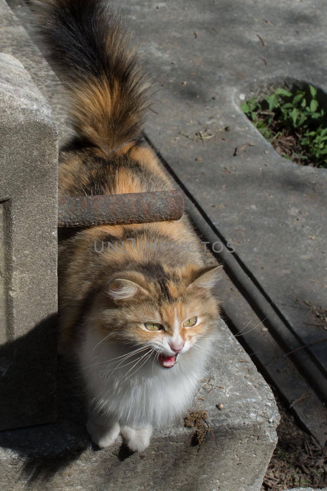 Stray cat in the street