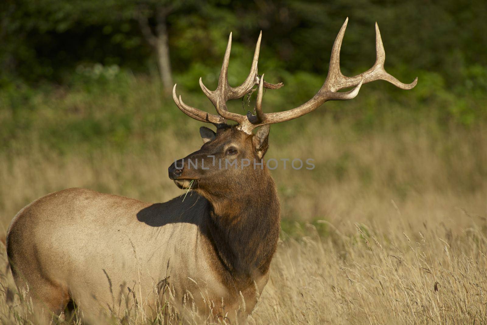 Redwoods Elk. Northern California Wildlife Photo Collection. Adult Elk. by welcomia