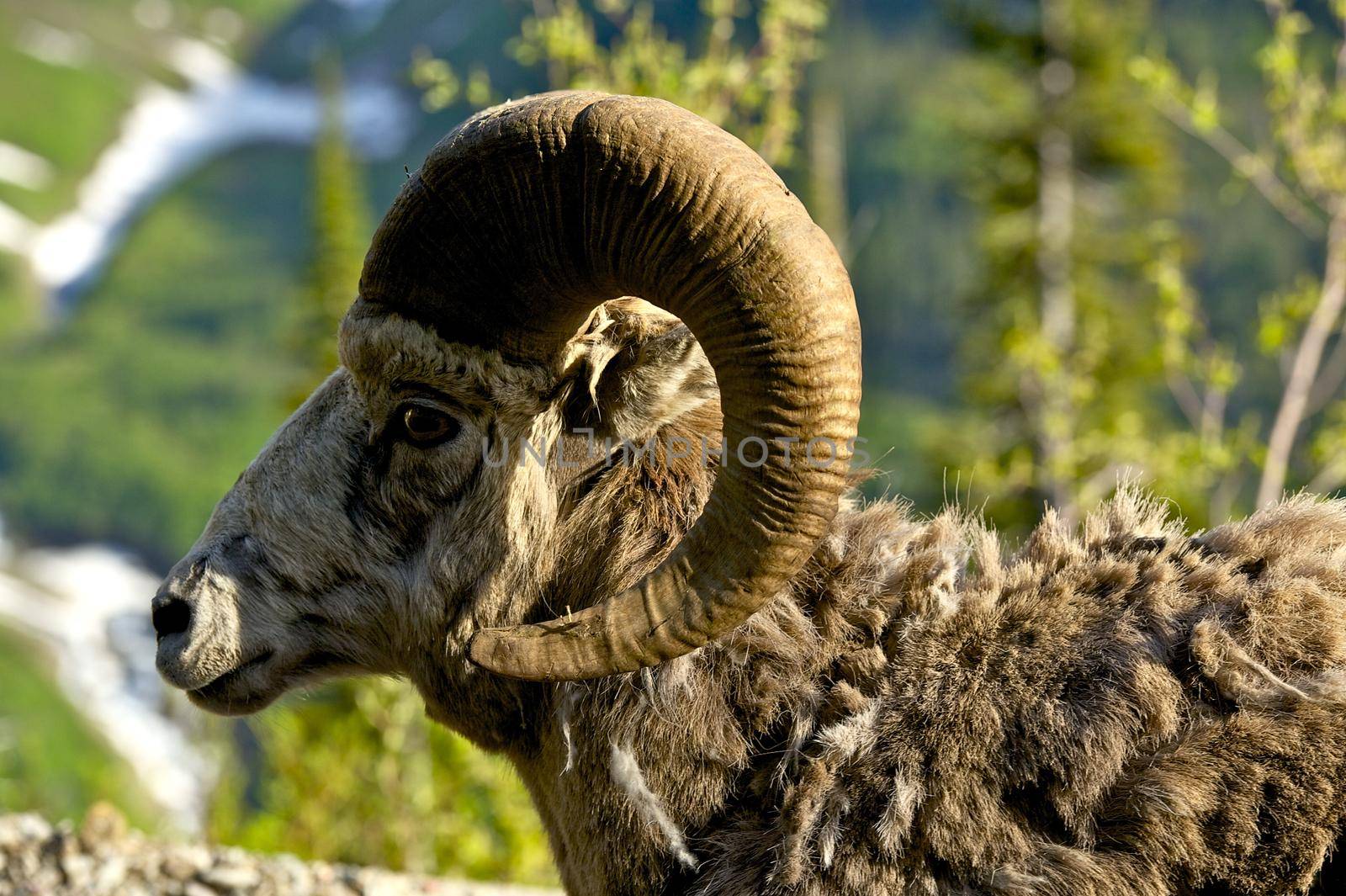 Bighorn Headshot - Montana Bighorn Sheep Head Closeup. Wildlife Photography Collection.