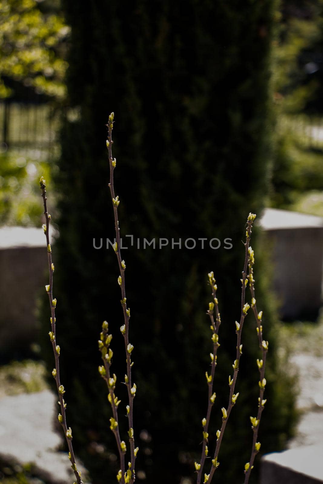 Photo of bright tender offshoot of a tree growing by berkay