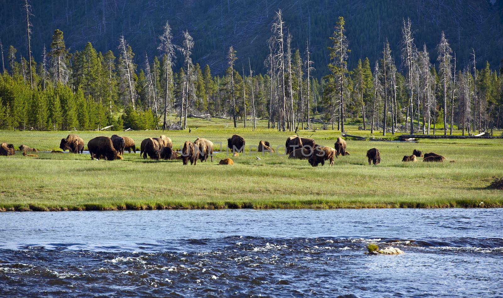 Yellowstone Landscape and Ecosystem - American Bisons ( Buffalo ) in the Greater Yellowstone - Firehole River. Nature Photo Collection  by welcomia