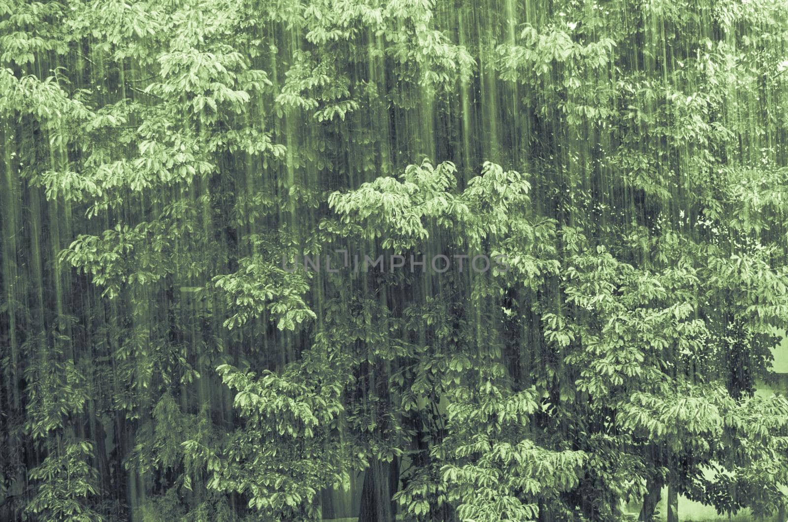 Close up of large tree during rain by berkay