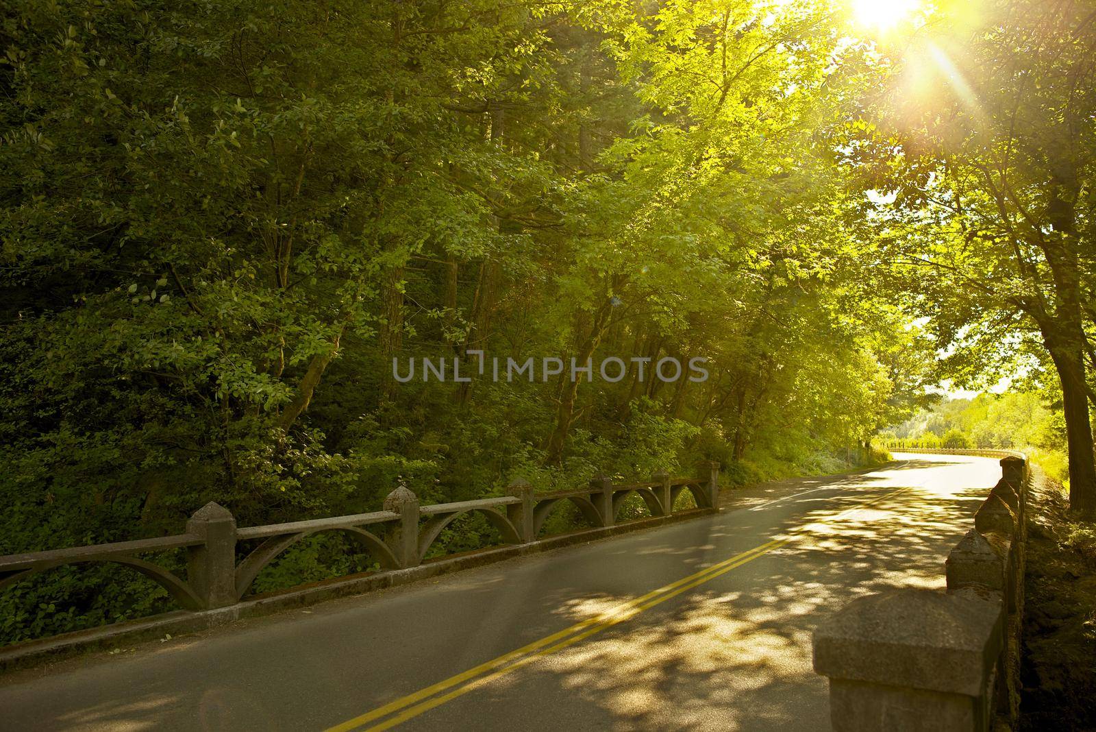 Oregon Road -Mid Summer Road Along Columbia River Gorge. Bright Summer Sun Between Branches. 